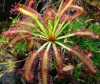Drosera Capensis Giant Form – obří velkokvětá forma rosnatky Capensis ( rosnatka mys) pocházející ze subtropické oblasti Cape v Jižní Africe. Růžovofialové květy o průměru až 3 cm vykvétají na konci stvolu, který vyrůstá ze středu přízemní růžice tvořené širokými listy porostlými četnými pestrobarevnými žlázami ( tentakulemi) na které chytá kořist. Nejčastěji je pěstováno jako okrasná pokojová rostlina.
 
Výška rostliny
Stvoly s květy dorůstají výšky cca 30 cm.
Semena -neoseeds

