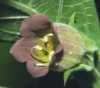  Atropa Bella-Donna (Rulík zlomocný) je statná vytrvalá mrazuvzdorná bylina z čeledi lilkovitých, vyznačující se krátkým silným oddenkem a přímou větvenou obvykle nafialovělou  lodyhou, z níž vyrůstají střídavé kopinatě vejčité, nebo eliptické celokrajné listy. Z úžlabí listů vykvétají po jednom nápadné zvonkovité květy, z nichž se pak vyvíjejí kulovité bobule velké 14 -18mm, které jsou nejdříve zelené, později dozrávající do lesklé černé barvy.
Celá rostlina je prudce jedovatá. Hlavními účinnými látkami jsou alkaloidy hyoscamin a atropin, které se ve farmaceutickém průmyslu používají na výrobu léčiv.
Rulík zlomocný je původní v jižní a střední Evropě. Roste ve středních polohách v lesních lemech a na světlinách.
 Semena - neoseeds

