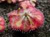 Nabízíme mnoho druhů masožravých rostlin .Něco málo z nabídky :
Sada obsahuje 50 drobných semen, baleno ve zkumavce
 
Popis
Drosera Capensis Giant Form – obří velkokvětá forma rosnatky Capensis ( rosnatka mys) pocházející ze subtropické oblasti Cape v Jižní Africe. Růžovofialové květy o průměru až 3 cm vykvétají na konci stvolu, který vyrůstá ze středu přízemní růžice tvořené širokými listy porostlými četnými pestrobarevnými žlázami ( tentakulemi) na které chytá kořist. Nejčastěji je pěstováno jako okrasná pokojová rostlina.
 Semena neoseeds
