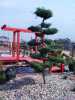 Realizace japonských a okrasných zahrad,okrasna jezírka,filtrace,tvarované stromy do zahrad,bonsaje,Koi kapri,pergoly,okrasne travy,dekorace do zahrad.