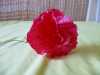 Prodám voskované růže - květ, určené do dušičkové vazby.
Barva : červená, fialková, bílá, žlutá