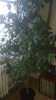 Prodám Ficus benjamin, cca 190 cm vysoký,košatý, hezky rozrostlý, dekorativní. Vhodný do větší hal a místností.