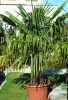 Prodám mrazuvzdornou palmu Trachycarpus fortunei (Chamaerops excelsa, Žumara ztepilá). Nabízená palma je pěkně rostlá, s květináčem vysoká cca 240cm, vlastní rostlina má výšku cca 190cm, kmen cca 105-110cm. Průměr kmene ve spodní části je cca 24cm. Nádoba (květináč) je vysoká 50 cm, průměr 70 cm. Rostlina každoročně kvete, vypadá velmi exoticky. Palma je od semene pěstována v nádobě (nemá tedy poškozené kořeny jako palmy vyrývané z plantáží, které se často prodávají). Zimována byla při teplotách okolo 0st. C. Jedná se o jednu z nejodolnějších palem. V našich podmínkách ji lze pěstovat celoročně venku. Zasazená ve volné půdě přežije i mrazy okolo -15 až -17st. C, v dobrém zábalu i více. Slabší mrazy přežívá i v nádobě. Nenáročná na půdu. Vhodná i na přímé slunce, do exteriéru i interiéru. Venkovní výsadba je vhodná jaře, aby rostlina do zimy řádně zakořenila.
