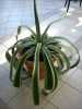 Daruji kaktus agave s obalem o průměru 50 cm za pytel suchého krmení Friskies.