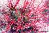 Prodám 10 x sazenice dřišťálu červenolistého (Berberis RED CHIEF), v dospělosti je vysoký cca 100cm, je sytě červený, kompaktní, vhodný na nižší červené stříhané živé ploty, do skupin, nebo jako solitera. Sazenice jsou v plast obalu 9x9x8cm, výška rostlin je cca 20-30cm.  Je odolný, mrazuvzdorný, sazenice byly přes zimu venku. Výsadba je vhodná na slunná a teplá stanoviště.
Zašlu na dobírku.
Při odběru všech 10 kusů, je cena 30,- Kč/ks.
