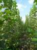 Prodám sadbový materiál rychle rostoucí dřeviny - Japonský topol klon J-105, (řízky, prýty, kořenáče) objednávky - pro jarní výsadbu 2015. Jsem registrovaný pěstitel pod dohledem SRS. Ke každé dodávce rostlinolékařský pas.