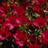 Len velkokvětý Rubrum (Linum grandiflorum) – původem ze severní Afriky je rychle rostoucí okrasná vzpřímená letnička keříkovitého  růstu, charakteristická nápadnými karmínově červenými pětičetnými květy a kopinatými šedozelenými listy. Je vhodná především na záhonové výsadby a na skalky, nádherně ozdobí každou zahrádku. Řezané květy jsou vhodné na sušení a do suchých vazeb.
 
Výška rostliny
Rostlina dorůstající výšky cca 35 – 45 cm.
Semena -neoseeds
