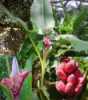 Sada obsahuje 8  semen
 
Popis
Musa Velutina  je u nás stále více na oblibě získávající zakrslý tropický druh banánovníku, původem ze severovýchodní Indie, charakteristický zvláště svými výrazně růžovými květenstvími. Svěže zelené listy vyrůstající ze štíhlého kmenu jsou až 1m dlouhé a 40 cm široké. Plodem jsou jedlé, na povrchu jakoby sametové narůžovělé cca 7 cm dlouhé banány, které se po dozrání samy otvírají. Banánovník je svým atraktivním vzhledem  nevšední ozdobou, bytů, zimních zahrad i skleníků. Musa Velutina není mrazuvzdorný, ale lze jej pěstovat jako přenosnou rostlinu.

Semena –neoseeds
