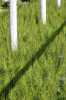 Zahradnictví Sekvoj nabízí k výsadbě thuja Smaragd ve 2L kontejneru, výška 50cm/59kč. Akce platí do vyprodání zásob. Dále ve 2 L kontejneru velikost 60-70cm/75,-kč.

Jedna z nejoblíbenějších thůjí. používaná jako solitera nebo na živé ploty. Má jasně zelenou barvu kterou příliš nezmění ani po příchodu mrazů. Můžete je vysazovat ihned na trvalé stanoviště. Thuje rostou sloupově, ve velikosti 2 m jsou asi 50 cm široké, proto je doporučujeme vysazovat na živý plot 40 - 50 cm od sebe. Čím jsou thuje vyšší, tím mají větší přírustky. Stářím thuje zároveň rostou i do šířky. Poprvé je zastříhávejte až po dosažení požadované výšky, chcete-li například 2 m vysoký plot, nechte thuje vyrůst přes 2 m a pak zastřihněte vrcholy. Po zastřižení se další rok thuje rozšíří i ve špici a plot bude neprůhledný. Stříhejte nejlépe na jaře nebo na podzim. Požadovanou výšku plotu musíte udržovat každoročním zastřižením nových přírustků. V zimě nehnědnou, jen mírně změní odstín. Thuje jsou mrazuodolné, od začátk