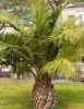 Jubaea Chilensis
Popis -velikost -první list 15-20 cm
Jubaea Chilensis neboli Chilská palma je krásná, silnokmenná reliéfová a jediná mrazuvzdorná palma, pocházející z Chille, kde roste až do 2000 m n. m. Její mrazuvzdornost je uváděna až do – 15 °C, se zimním zábalem až - 20 °C i více.  Od mládí vytváří  palma ztloustlý hladký kmen, ze kterého vyrůstají světle  zelené až přes 1 m  dlouhé ,velmi tvrdé, jakoby kožovité zpeřené listy tvořící bohatou korunu. Na dospělých rostlinách dozrávají jedlé žluté plody o velikosti švestky. Chuťově jsou podobné plodům kokosové palmy. Jubaea Chilensis je pro svoji odolnost vůči chladu stále oblíbenější ozdobou  zahrad  v zemích s mírným klimatem.
 
Výška rostliny
Ve svojí domovině palma dorůstá výšky až 22 m a průměru kmene až 1 m.
Semena – neoseeds
