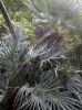 Chamaerops Humilis neboli „Žumara nízká“je mrazuvzdorná okrasná palma menšího vzrůstu, určená zvláště pro přímou výsadbu. Od mládí vytváří každoročně nové přírůstky ( nové kmínky) a působí tak bohatým keřovitým dojmem. Listy jsou nádherně vějířovité, modrozelené barvy, spodní strana je bělavě plstnatá. Do výšky roste palma velice pomalu, exempláře větší než člověk jsou velice vzácné.  Při správné péči začne palma brzy kvést.  Odolává mrazům až do -17°C.
 Semena – neoseeds
