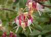 Lonicera Periclymenum (zimolez ovíjivý) původně rostoucí v západní a severní Evropě je ovíjivý, nebo plazivý opadavý keř, porostlý podlouhlými vejčitými listy tmavě zelené barvy,  hojně kvetoucí zajímavými žlutorůžovými vonnými květy,  z nichž se pak po opylení  vyvíjejí červené, částečně jedovaté  bobule.
Zimolez ovíjivý je okrasný keř vhodný zvláště k popnutí zdí, plůtků, treláží a pergol. Tento nenáročný druh bývá často pěstován v parcích, sadech, zahradách apod. Mrazuvzdornost až do – 28 °C.
 
Výška rostliny
Šlahouny keře dosahují délky až 5 metrů.
 
Semena – neoseeds
