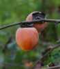 
Diospyros Virginiana, neboli „Tomel viržinský“je opadavá dvoudomá ovocná dřevina se žlutooranžovými, v plné zralosti velmi chutnými  plody podobajícími se rajčatům,  pocházející ze státu na východním pobřeží USA,  snášející teploty pod – 30°C,   je vhodný  celoročně k  pěstování v našich klimatických podmínkách.  Listy Tomelu jsou tmavě zelené, květy drobné, nenápadné. Plody jsou vhodné k přímé konzumaci, na sušení, mražení apod.
V nabídce máme i semena Diospiros Kaki,Diospiros Lotus + stovky různých druhů semen .
Semena –neoseeds
