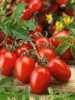 Semena rajčat - neoseeds