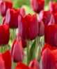 Tulipán červený - cibulky