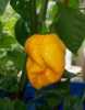 
  Nabízíme k prodeji semena chilli paprik 7pod Yellow:
Chilli 7pod Yellow (Capsicum chinense) pocházející z Karibiku poskytuje vysoké výnosy žlutě zbarvených chilli papriček s příjemnou ovocnou a mírně nasládlou příchutí a silnou pálivostí okolo 1 000 000 SHU.
Semena – neoseeds
