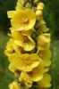 Nabízíme k prodeji semena Divizna :
Divizna velkokvětá (Verbascum densiflorum Bertol). Kvete od června do září. Používáme je v čaji při kašli a zánětech horních cest.
Semena - neoseeds
