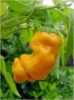 Nabízíme k prodeji semena chilli paprik Pepper Petter Yellow:
Paprička Chilli Pepper Petter Yellow pochází původně z USA, kde je velice populární odrůdou. Plody zvláště netradičního vzhledu dosahují střední pálivosti, přibližně kolem 5000 SHU. Pro svůj tvar jsou někdy označovány názvem „penis pepper“. Papričky jsou vhodné jako přísada do pokrmů, na nakládání, ale též působí jako rostlina velice okrasně.
Semena - neoseeds

