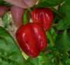 
Nabízíme k prodeji semena chilli paprika Tobago Habanero :Paprička Chilli Habanero Tobago je původem z jižní Ameriky, ale díky své oblíbenosti je rozšířená po celém světě. Pro svoji pálivou chuť je zpravidla používána jako koření, ale své využití má i v lékařství. Dosahuje velmi vysoké pálivosti 100000-350000 SHU (jednotek pálivosti Scoville Heat Units). Kromě kapsicinu, který způsobje jejich pálivost obsahují také vitamín C, karotén, vitamín B, minerály aj.
Semena - neoseeds
