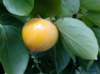 Dispyros Kaki
Nabízíme k prodeji semena:
Diospyros Kaki „ Tomel japonský“ původně pocházející z Číny a Japonska roste jako opadavý ovocný  keř, nebo strom s nízkým kmenem.. Květy jsou drobné nenápadné.  Plody vzhledově  podobné rajčatům jsou v plné zralosti velmi chutné a mají vysoký obsah vitamínu C. Jsou  vhodné jak k přímé konzumaci, do koláčů, na marmelády apod., tak i na sušení a zamražení. Mrazuodolnost rostliny je až do – 17°C. Lze jej pěstovat jak na zahradě, tak i v interiéru. Vedle plodů tomely potěší i svou krásou. Pěstují se též jako okrasné rostliny. Semena – neoseeds
