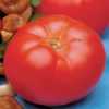 Nabízíme k prodeji semena rajčat Beefmaster VFN:
Rajče Beefmaster VFN F1 hybridní  je tyčková (indeterminantní) odrůda steakového typu vyznačující se zvláště obřími masitými  plody a rezistentností (odolností) vůči listovým chorobám. Písmena VFN v názvu odrůdy označují rezistentnost vůči konkrétním chorobám. (V- rajče není náchylné na houby Verticillium způsobující vadnutí, F- označuje odolnost vůči rodu Fusarium oxysporum způsobující vadnutí, žloutnutí a svěšení listů, N – označuje rezistenci vůči parazitickým červům kola, kteří se vyskytují v zemi a způsobují oslabení rostliny). 
Semena - neoseeds


