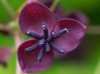 Nabízíme k prodeji semena  Akebia quinata :Akebia quinata - kvete samčími a samičími květy v dubnu až květnu, plody dozrávají v září až říjnu .Plody jsou růžové až světle fialové dužnaté měchýřky . V době zralosti se podélně rozevírají.Květina má příjemnou vůni.
Semena - neoseeds
