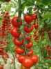 Nabízíme k prodeji semena rajčat Ciliegino di Pachino:
Rajče  Ciliegino Di Pachino je tyčková (indeterminantní) odrůda cherry rajčátka pocházející původně z Itálie, vyznačující se menšími plody s unikátní vůní, sladkou chutí a vysokým obsahem vitamínů a antioxidantů, vhodnými k všestrannému použití v kuchyni. Pro svoji výbornou chuť jsou vhodné zvláště do čerstvých a těstovinových salátů, na pizzu a k přímé konzumaci.   
Semena - neoseeds

