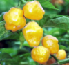 Nabízíme k prodeji semena chilli papriky Trinidad Perfume:
Chilli Trinidad Perfume ( Capsicum annuum)  – odrůda chilli papriček vyznačující se chutnými  plody s jemnou sladkou příchutí a vůní citrusů a velmi mírnou pálivostí, která se pohybuje od 0 – 500 SHU.
Semena - neoseeds
