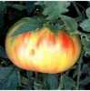 
Nabízíme k prodeji semena rajčat Old German:
Rajče Old German je tyčková (indeterminantní), velice oblíbená odrůda stejkových rajčat,  pocházející z Německa, vyznačující se atraktivně zbarvenými, velkými aromatickými masitými plody se sladkou osvěžující chutí. Díky většímu počtu vnitřních přepážek lze rajčata velice dobře krájet, aniž by se rozpadala.
Semena - neoseeds
