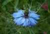 Sada obsahuje  50   semen
 
Popis 
Černucha damašká mix barev (Nigella damascena) – jednoletá na pěstování nenáročná rychle rostoucí   okrasná bylina s léčivými účinky, pocházející ze Středomoří, vyznačující se velice atraktivními a  nepřehlédnutelnými květy  barvy červené ,bílé ,modré a vzpřímenou větvenou lodyhou, z níž vyrůstají 2 až 3 krát zpeřené čárkovité listy. Plodem je tobolka.
Černucha damašská je zvláště vhodná pro skupinové výsadby a  řez květů.
Semena jsou sbírána pro jejich léčivé účinky. Ve formě nálevu nebo prášku mají močopudné účinky, zmírňují nadýmání, hubí střevní parazity, uvolňují křeče hladkého svalstva aj.
 Semena - neoseeds
