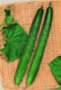 Nabízíme k prodeji semena okurka salátová Burples Tasty Green F1:
Okurka salátová 