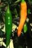 Nabízíme k prodeji semena chilli paprik Costeno Amarillo:
Paprička Chilli Costeno Amarillo pochází původně z Mexika. Patří k mírně pálivým druhům. Její pálivost je 100 – 500 SHU. Pro svoji lehkou svěží citrónovou chuť je vhodná k přípravě pokrmů, do omáček, ale i na zavařování. 
Semena - neoseeds
