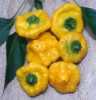 Nabízíme k prodeji semena chilli papriky Jamaican yellow:
Chilli Jamaican Yellow pochází původně z Jamajky a Karibiku. Paprička je  zvláštní nejen svým tvarem, ale také aroma. Její pálivost je střední. Pohybuje se kolem 50 000 – 80 000 SHU. Chilli Jamaican Yelow je úrodná odrůda, vhodná zvláště na sušení, na tepelné zpracování, nakládání a do omáček.
Semena - neoseeds
