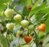 Nabízíme k prodeji semena chilli paprik Aji Cacique :
Chilli paprička „Ají Cacique“( Capsicum chinense) pocházející z Ekvádoru  je vzácná, velice výnosná  odrůda, která se svojí pálivostí 20.000 – 30.000 SHU  řadí k pikantnějším  druhům chilli. Papričky s výborným aroma jsou vhodné v syrovém i sušeném stavu jako koření při přípravě pikantních pokrmů, zvláště omáček, gulášů, polévek apod.
Semena – neoseeds
