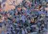 Nabízíme k prodeji semena Chilli Zimbabwe Black
Chilli Zimbabwe Black (Capsicum annuum) pocházející ze Zimbabwe je rostlina nápadná svými purpurově zabarvenými listy. Poskytuje vysoké výnosy plodů, které mají zajímavou chuť (používají se jak čerstvé tak sušené) a přidávají např. do salátů, nebo na ozdobení nejrůznějších jídel. Pálivost papriček je střední 20,000-30,000 SHU (Scoville heat units). Chilli Zimbabwe Black je možno pou-žít i jako dekoraci.
Semena - neoseeds

