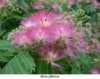 Nabízíme k prodeji semena Albizia Julibrissin:
Albizia julibrissin nebo jak je též nazýván „hedvábný akát“ je malý až středně velký, široce rozkladitý stromek s tmavě zelenými, několikanásobně zpeřenými listy připomínajícími kapradinu, kvetoucí atraktivními voňavými exotickými květy. Patří do čeledi mimózovitých, která je velmi oblíbená. Svůj původ má v jihozápadní a východní Asii. Je populární hlavně díky nápadným květům a vůni. Kvete od května do srpna.
Semena - neoseeds
 
