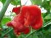 Nabízíme  k prodeji semena paprik Rosenchilli:
Chilli paprička „Rosenchilli“ (Capsicum chinense) je vysoce výnosná odrůda,  vyznačující se aromatickými masitými sladkými plody velice netradičního vzhledu zdánlivě  připomínajícího květ růže  s mírnou pálivostí 1.000 – 1.500 SHU. Na pohled velice dekorativní papričky mají své využití v kuchyni jako koření na dochucování pokrmů, ale jsou vhodné i na nakládání a ke sterilizaci.
Semena - neoseeds
 

