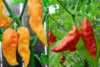 
Nabízíme k prodeji sadu Jolokia Red + Yellow – semena 
Naga Jolokia Bhut dosahuje rekordní pálivosti mezi chilli papričkami.Její pálivost je až 1 001304 SHU (jednotek pálivosti).Předcházející rekordmanku Habanero Red Savina dosa-hující pálivosti něco málo přes 500 000 SHU překonala téměř dvojnásobně a následně byla zapsána do Guinnessovy knihy rekordů. 
Semena - neoseeds

