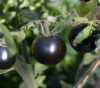 
Nabízíme k prodeji semena rajčat Cascade Village Blue:
Rajče (Lycopersicon esculentum Mill) Cascade Village Blue je středně raná tyčková ( indeterminantní) odrůda se zajímavým atraktivním zabarvením plodů pocházející z USA.  Je to novější odrůda rajčat s plody sladké chuti.
Semena – neoseeds
