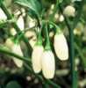 Chili White habanero- semena 