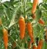 Nabízíme k prodeji semena chilli paprik Jalapeňo Orange:
Chilli paprička „ Jalapeňo Orange“ (Capsicum Chinense) je velice úrodná  rostlina, produkující plody,  které ji svojí pálivostí okolo 5.000 SHU řadí k mírně pálivým druhům. Papričky Jalapeňo orange jsou vhodné v syrovém stavu k přímé konzumaci, vzhledem k mírné pálivosti , na nakládání, sušené k dochucování pokrmů, zvláště omáček, polévek, gulášů atd.
Semena – neoseeds
