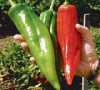 Nabízíme k prodeji semena chilli paprik Big Jim:
Paprička Chilli Big Jim je největším druhem chilli na světe, pocházejícím z Nového Mexika. Je to velmi výnosná odrůda s chutnými  masitými a mírně pálivými plody. Její pálivost je přibližně 1 500 – 3000 SHU. Vhodná je na dochucování pokrmů, za syrova do salátů , k přímé konzumaci ,ale též na nakládání, nebo sušení a jako koření především do omáček. 
Semena - neoseeds
