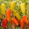 Nabízíme k prodeji semena chilli paprik Numex Pinata:
Paprička Chilli Numex Pinata má svůj původ v Mexiku. Patří k vícebarevným odrůdám chilli, pročež jsou velice oblíbené i jako dekorace.  Její pálivost je střední  45 000 – 50 000 SHU.  Barevnost  plodů  lze využít i v kuchyni k přípravě barevných kulinářských kreací, ale jsou vhodné také do omáček, polévek, na dochucování pokrmů, na nakládání i sušení. 
Semena- neoseeds
 
