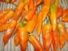 Nabízíme k prodeji  semena chilli paprik Aji Amarillo:
Aji Amarillo -Vyniká velmi vysokou úrodností a efektním vzezřením rostliny díky velkému množství visících plodů . Amarillo znamená ve španělštině žlutá ,nicméně tato chilli paprička v plné zralosti dozrává do žluto oranžové až oranžové barvy.Aji Amarillo je nejrozšířenější papričkou v peruánské kuchyni díky svému ovocnému aroma.Tvar rostliny je deštníkový,úrodnost nadprůměrná.
Semena - neoseeds
