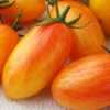 Nabízíme k prodeji semena rajčat Blush Tiger:
Rajče (Lycopersicon esculentum Mill) Blush tiger ( indeterminantní ) raná odrůda cherry rajčete. Vyznačuje se zvláště velkou úrodností a velmi chutnými plody. Doba zrání je 70 – 75 dní. Odrůda je odolná proti praskání, hodí se jak pro venkovní pěstování, tak i ve sklenících.  
Semena – neoseeds

