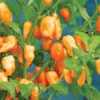 Nabízíme k prodeji semena chilli paprik Peach Habanero:
Chilli Habanero Peach ( Capsicum chinense) – hojně plodící odrůda chilli papriček pocházející z karibských ostrovů, vyznačující se krásně broskvově zbarvenými aromatickými  plody dosahujících pálivosti kolem 250 000 SHU.
Papričky jsou vhodné v čerstvém stavu i sušené jako přísada do pikantních pokrmů, zvláště omáček, gulášů, polévek atp.
Semena - neoseeds
