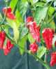 Nabízíme k prodeji semena chilli paprik Fatali Red :
Paprička Chilli Fatali Red ( Capsicum Chinenses) má svůj původ ve střední a  jižní Africe. Vyznačuje se lehce ovocnou citrusovou příchutí plodů  a svojí pálivostí 125 000 – 325 000 SHU patří k silně pálivým druhům chilli. Pálivostí je nejlépe srovnatelná s odrůdou Habanero. Její využití je především do omáček, kterým dodává jedinečnou příchuť. Papričky jsou tenkostěnné a proto jsou též vhodné na sušení.
Semena - neoseeds
