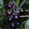 Nabízíme k prodeji semena rajčat  Claclamas Blueberry:
Rajče Clackamas Blueberry „borůvka“ (Solanum lycopersicum) – tyčková (indeterminantní)  odrůda koktejlových rajčátek vyznačující se netradičně zbarvenými plody s vynikající příchutí, vhodnými jak k přímé konzumaci, tak i do čerstvých zeleninových salátů a k přízdobě pokrmů.
Semena - neoseeds
