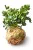 Nabízíme k prodeji semena  Celer bulvový .

Celer bulvový (Apium graveolens) odrůda Maxim je pozdní rostlina. Pěstuje se jako kořenová zelenina. Původem je z jižní Evropy, Egypta. Celer obsahuje bílkoviny, vitamíny B1, B2,PP, C z minerálních látek především vápník, sodík, draslík, hořčík a fosfor. Maxim je odrůda bujného vzrůstu s hladkými smetanově bílými bulvami. Vegetační doba je 145 dnů. Tato odrůda je značně odolná k vybíhání do květu a k septorióze, je dobře skladovatelná a vhodná i pro průmyslové zpracování. Průměrná hmotnost bulvy je 540 g. Celer se spolu s mrkví a petrželí přidává do polévek, pod hovězí pečeni, k přípravě vařeného nebo syrového salátu.
Bulvy sklízíme s příchodem prvních mrazíků, od poloviny září a v říjnu.
Semena – neoseeds
