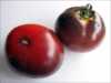 
Nabízíme k prodeji semena rajče  Blue Streak.
Rajče (Lycopersicon esculentum Mill) Blue Streak je (determinantní) středně raná odrůda cherry rajčete. Vyznačující se zvláště velkou úrodností, velmi chutnými plody a zajímavým atraktivním zabarvením plodů pocházející z USA. Doba zrání je 75 – 80 dní. Plody jsou vhodné k přímé konzumaci a zvláště do salátů, na studené mísy.
Semena – neoseeds
